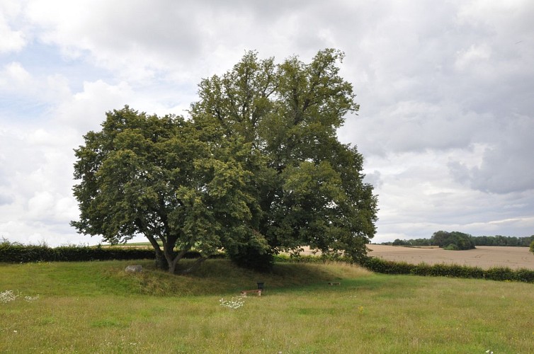 Circuit de l'arbre de la Croix