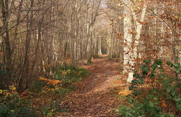 Le Parcours du Chevreuil