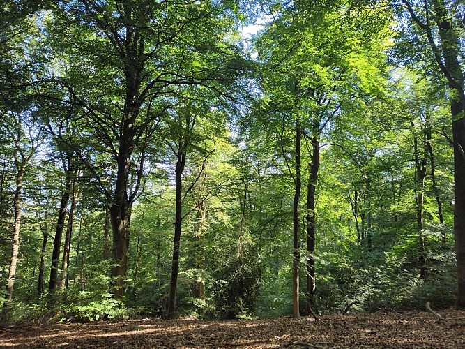 Forêt d'Halatte 08-08-24 Mt Pagnotte (4)