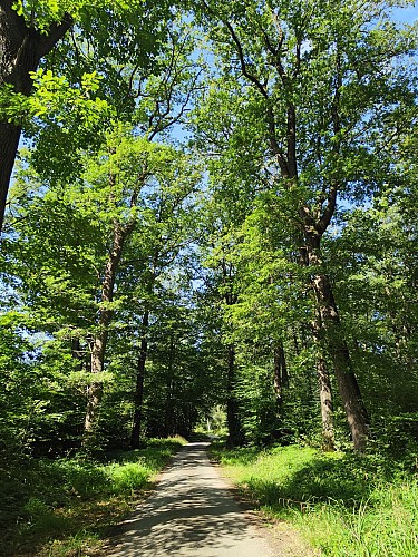Forêt d'Halatte 08-08-24 Mt Pagnotte (6)