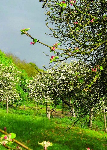Circuit de la forêt d'Othe à Sormery