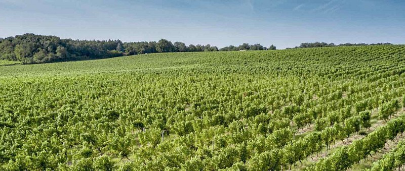 PR Grisolles/Pompignan - Le circuit de bois en canal (et Le circuit : les coteaux de Garonne)