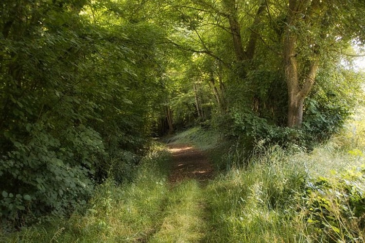 Parcours "vert" de marche nordique de Frétigny
