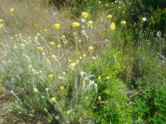 Une belle immortelle en fleurs