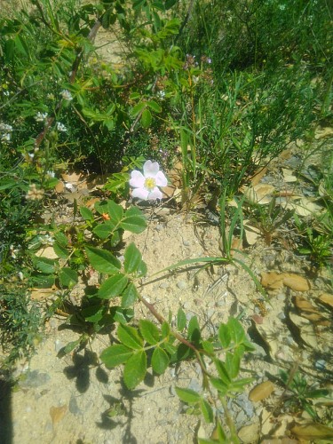 De si belles fleurs, on dirait un cyste blanc ?