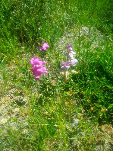 Un pois de senteur sauvage, si beau