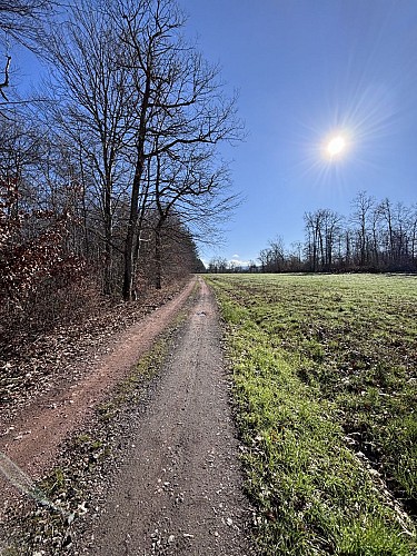 Chemin bord forêt