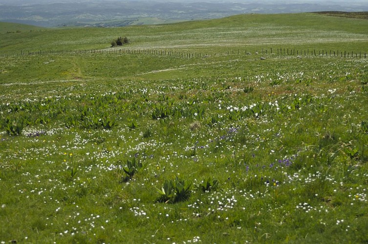 Le printemps sur l'Aubrac