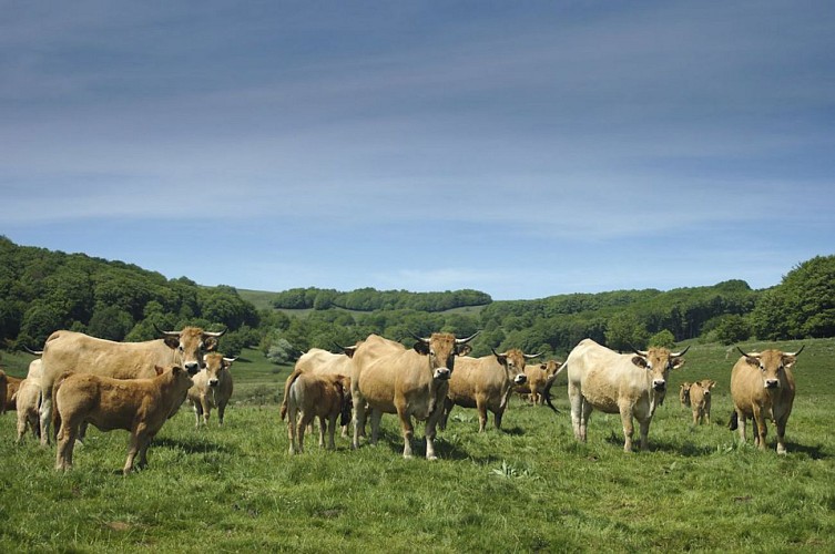 Vaches de race Aubrac