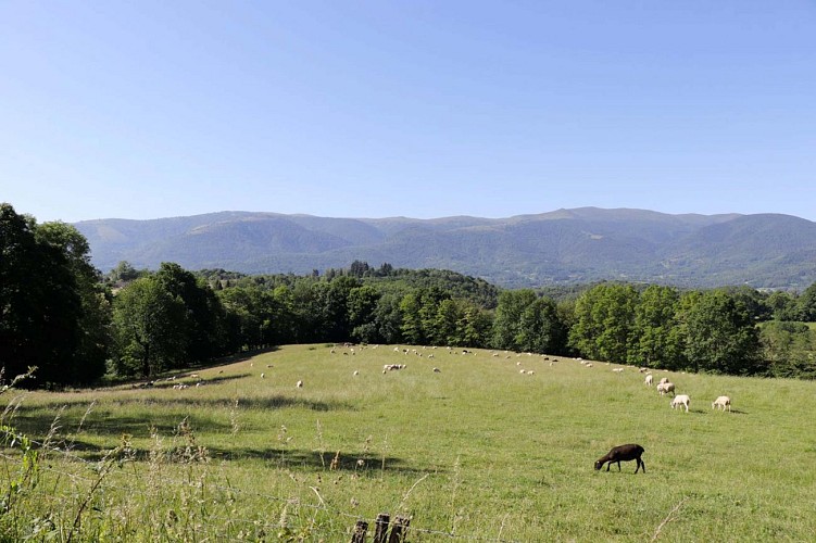 Montcoustan1