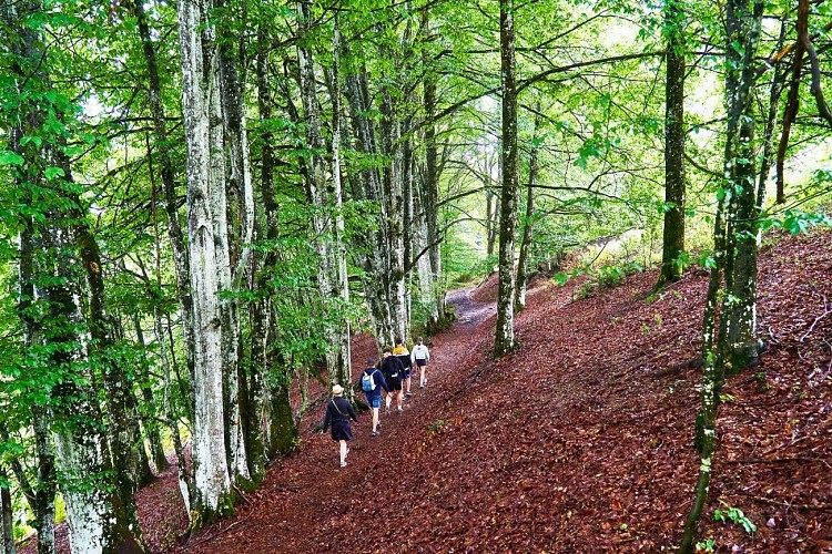 Randonnée au Col d'Uscla - Passage dans la forêt