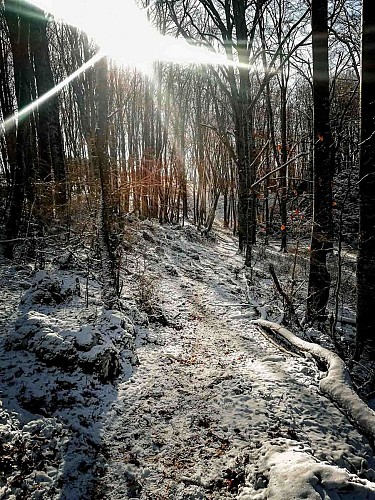 foret enneigée carayat