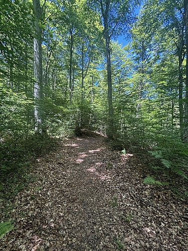 foret circuit du taus