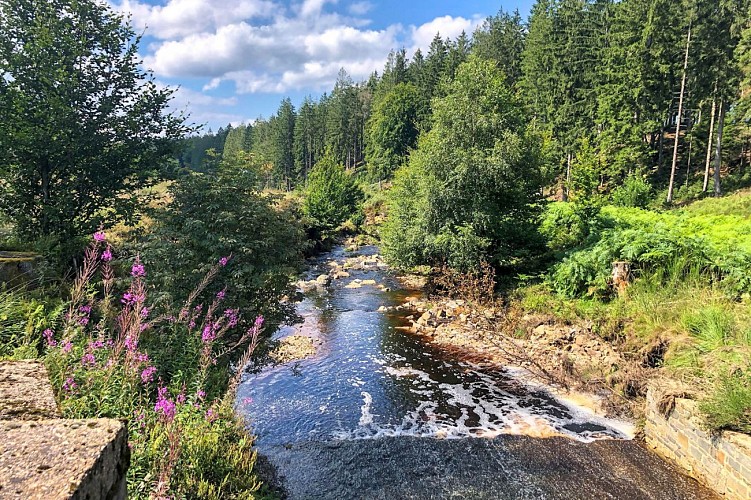 La Lionne - Les Fagnes - © FTPL-Audrey Köttgen