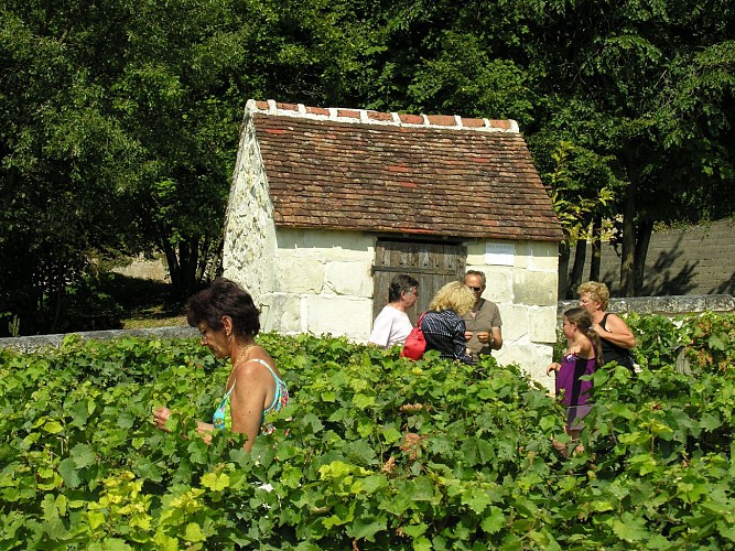 Chemin des vignes - Châteauvieux