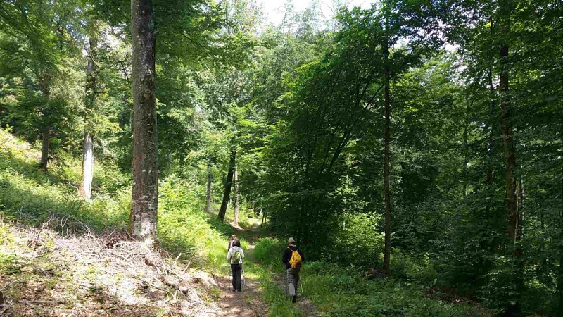 Forêt d'Argonne