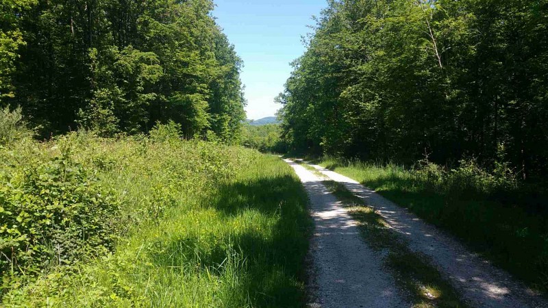 Forêt d'Argonne