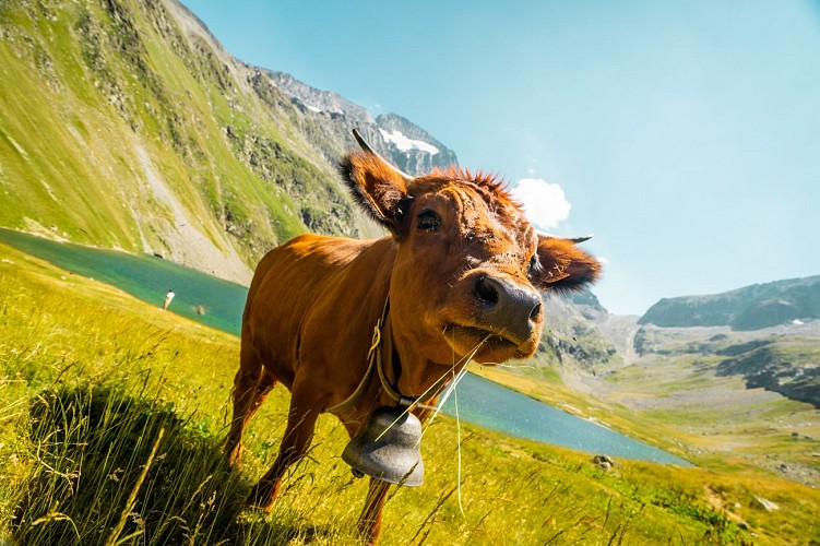 Hiking - Grand Tour of the Muzelle and Lauvitel lakes