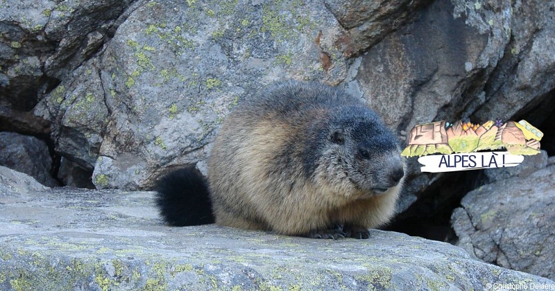 Car-free hike 2 days / 1 night- Les lacs de la Muzelle et du Lauvitel