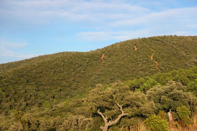 Sentier de Cogolin à La Croix Valmer en passant par Giégi