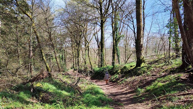 Chemin forestier - Plfur