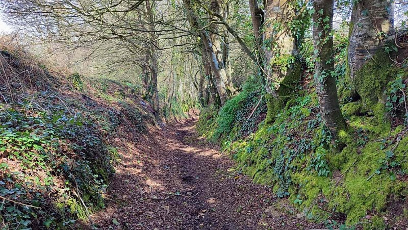 Chemin à charettes - Plufur