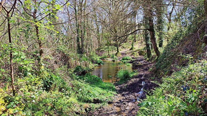 Ruisseau - Vallée - Plufur