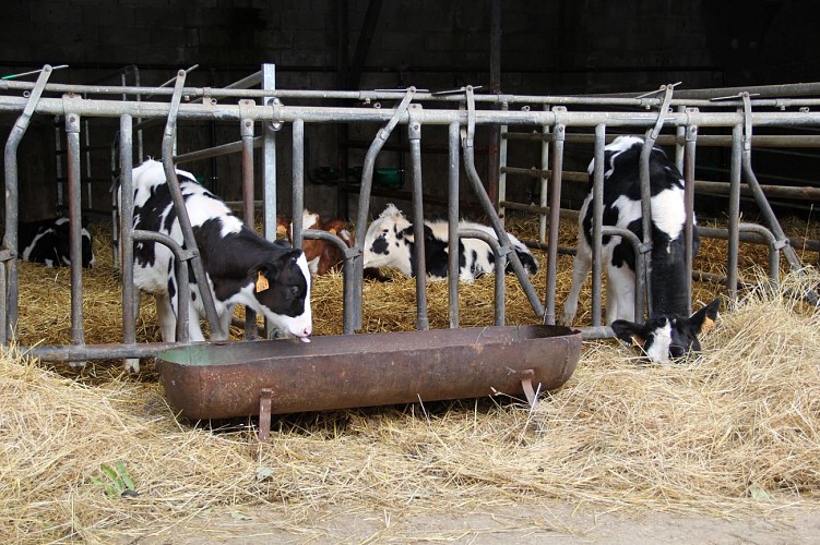 Vaches Ferme de St-Thibault-des-Vignes