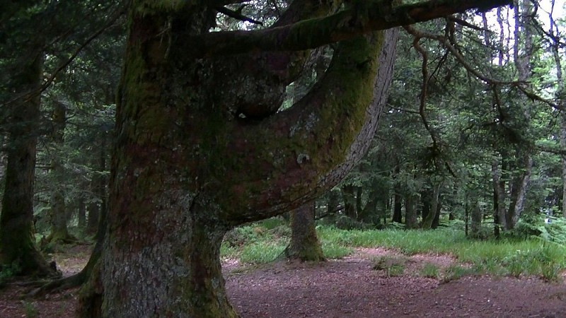 Les arbres du Schneeberg