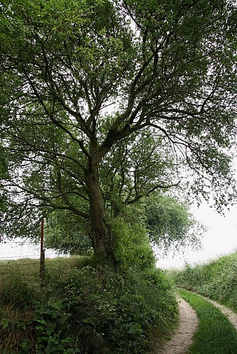 El árbol de las moscas