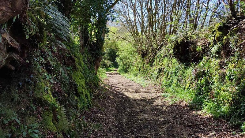 Monts D'Arrée - Chemins creux