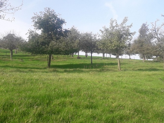 DALHEM-DA1_Berneau-photo_vergers demi-tiges_02-2024