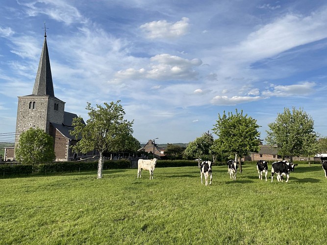 DALHEM-DA2-Bombaye-photo-Eglise-pré-vaches_02-2024