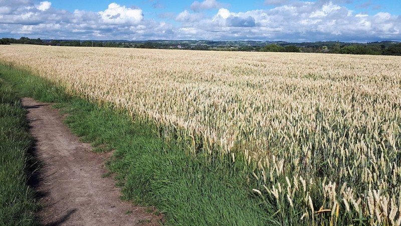 Vicinal, champs et tunnel