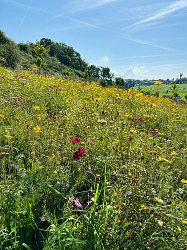 DALHEM-DA7-8-Mortroux-photo-champ de fleurs_02-2024