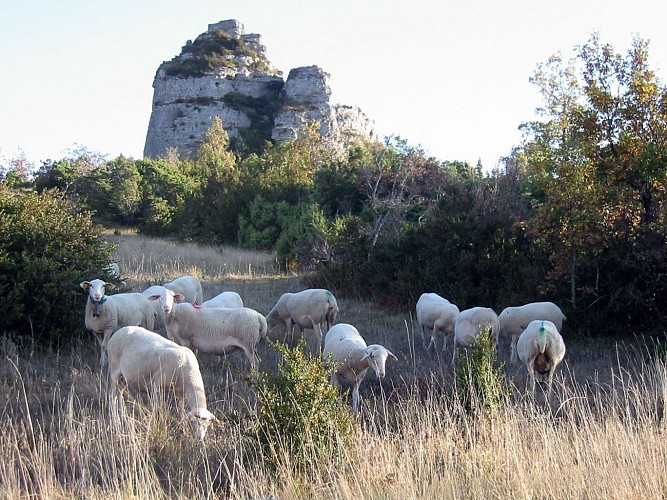 TRAIL CAUSSE ET GORGES DE LA VIS - NAVACELLES