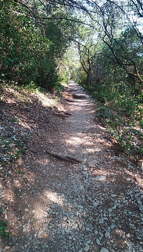 TRAIL CAUSSE ET GORGES DE LA VIS - NAVACELLES