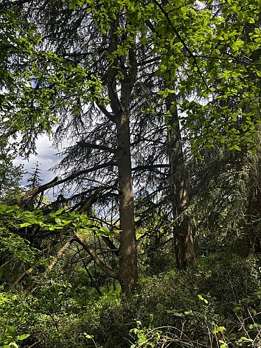 Balade "Sentier de la Garenne"