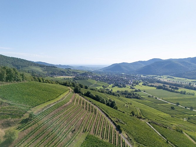 Circuit du vignoble - Herrenreben
