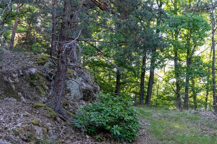 Circuit du vignoble - Herrenreben