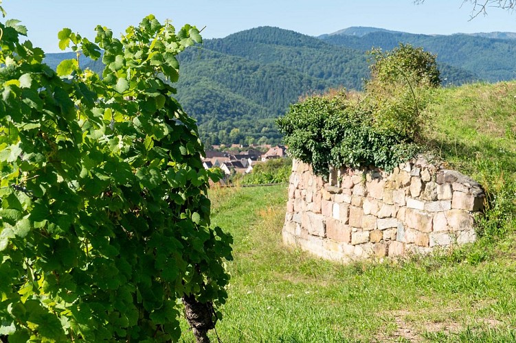 Circuit du vignoble - Herrenreben