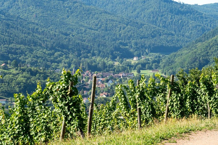 Circuit du vignoble - Herrenreben