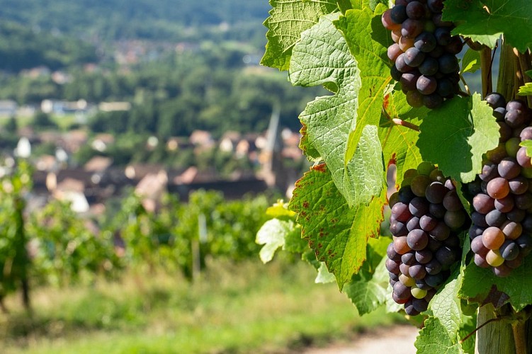 Circuit du vignoble - Herrenreben