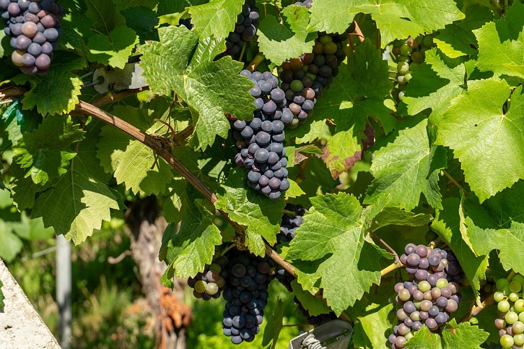 Circuit du vignoble - Herrenreben