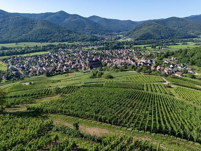 Circuit du vignoble - Herrenreben