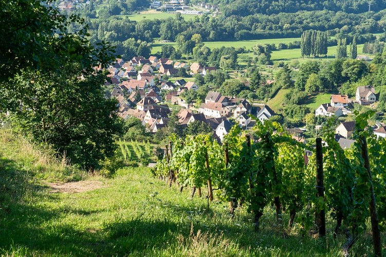 Circuit du vignoble - Herrenreben