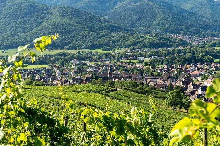 Circuit du vignoble - Herrenreben