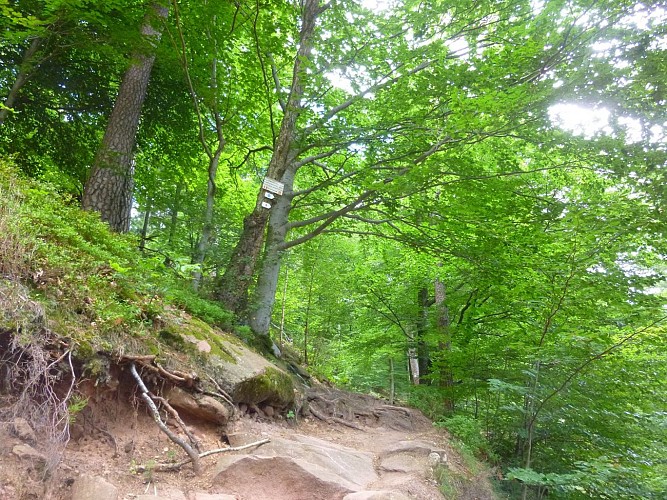Grimper en direction des ruines du Loewenstein.