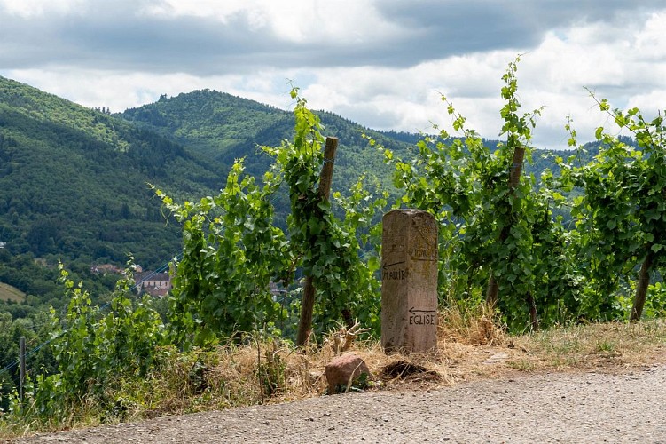 Circuit du vignoble - Linsenberg