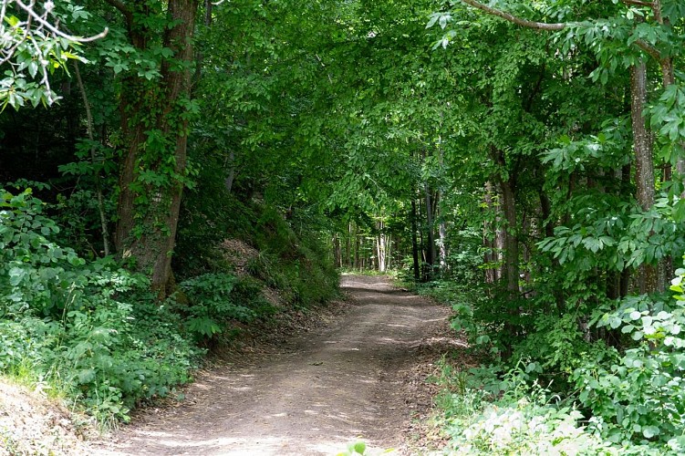 Circuit du vignoble - Linsenberg